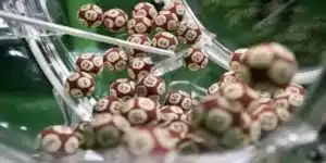 OD体育十位号彩票专家策略推荐